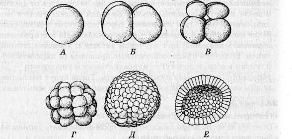 Начальный этап развития оплодотворенного яйца носит название. Зигота морула бластула. Морула бластула бластоцель. Полное равномерное дробление зиготы рисунок. Полное равномерное дробление зиготы схема.
