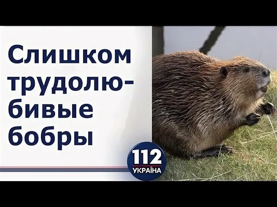 Бобр строй. Украинский бобер. бобер по украински. ооо бобр строй.
