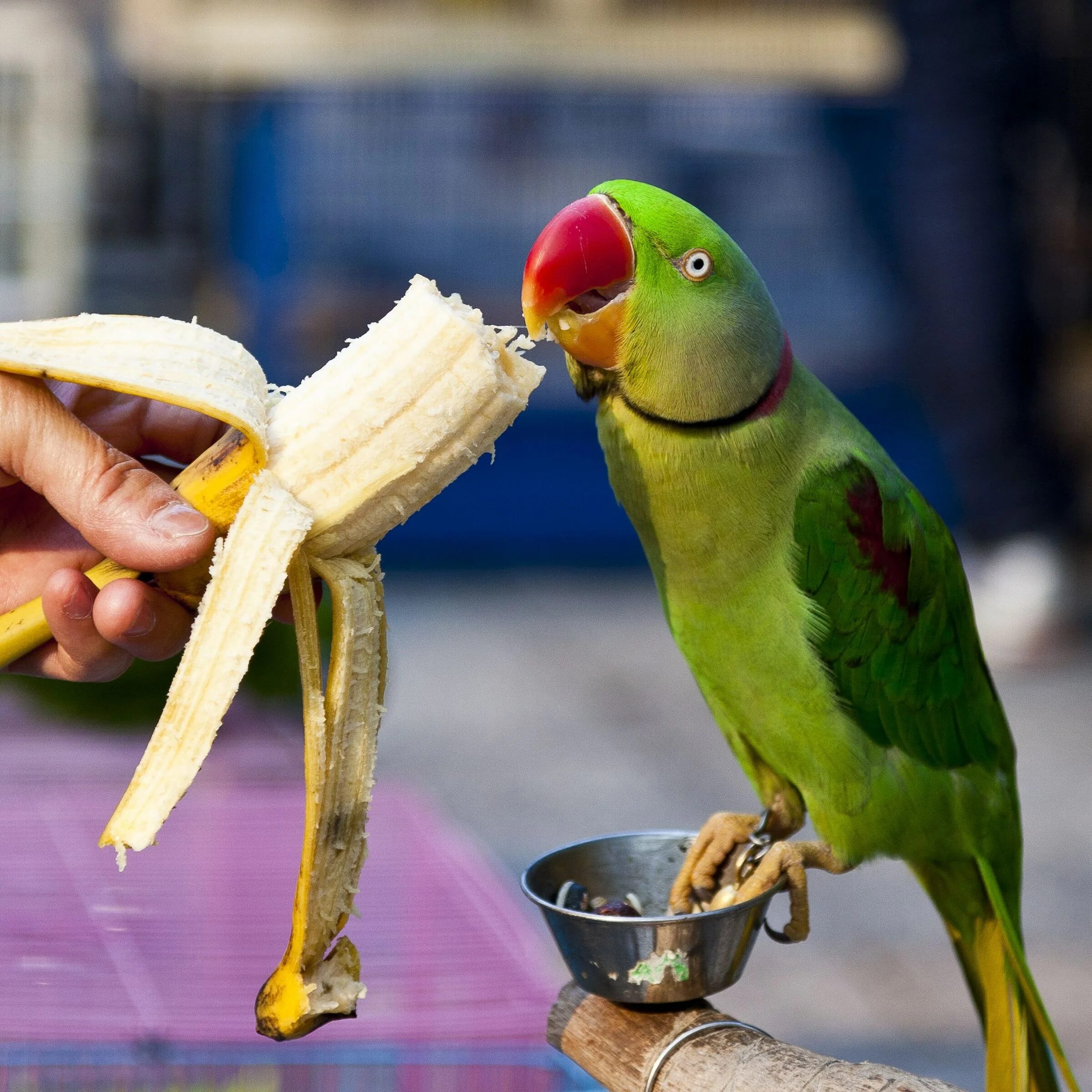 I ve parrot. Ожереловый попугай и волнистый. Ожереловый попугай. Ожереловый попугай и Какаду. Ожереловый попугай белый.