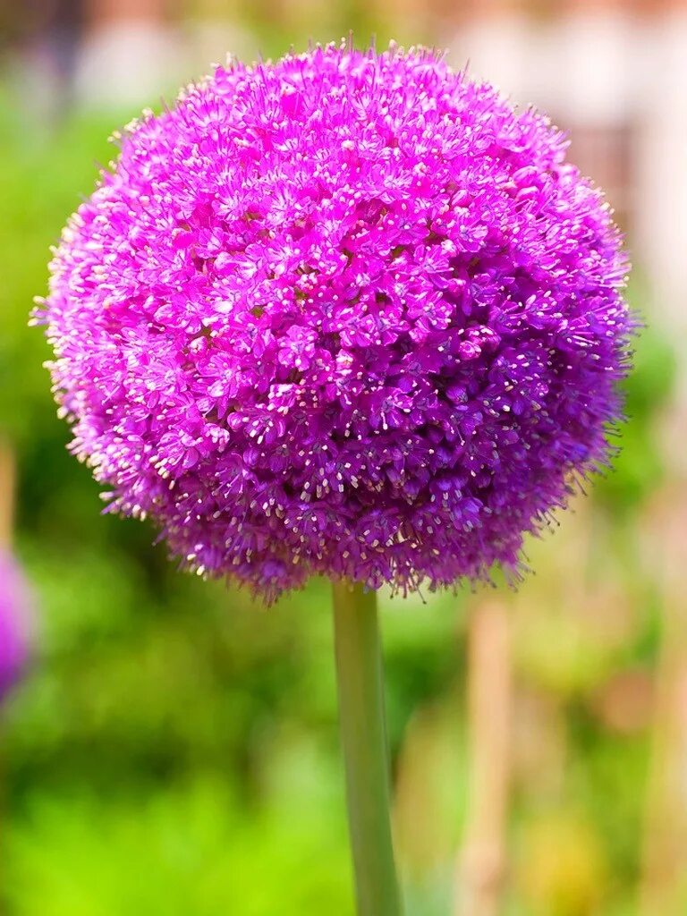 Цветы шарами название. Аллиум Purple Sensation. Аллиум "Purple Sensation" (Allium "Purple Sensation"). Allium аллиум Purple Sensation. Гавриш аллиум.