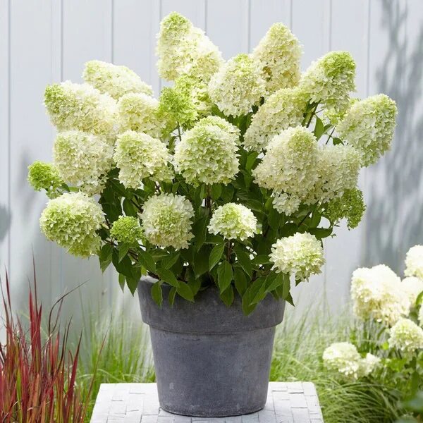 How To Grow Hydrangea In Pots Container gardening flowers, Growing hydrangeas, H