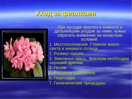 Фиалка комнатная описание