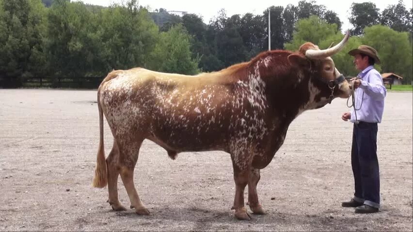 Что у коровы впереди у быка позади. Техасский длиннорогий бык Cow.