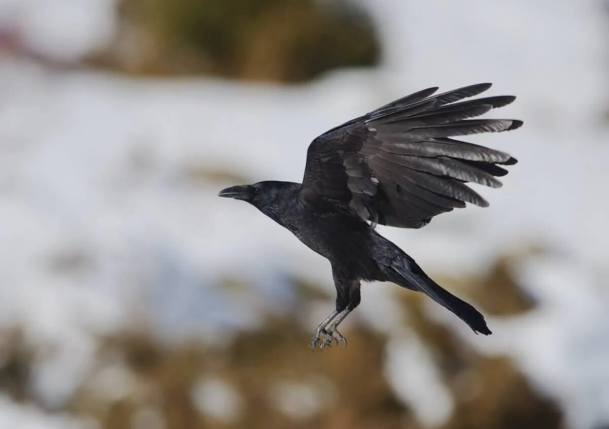 Ала карга. Чёрная воро́на Corvus Corone. Корвус (Corvus). Степная ворона. Ворона обыкновенная.