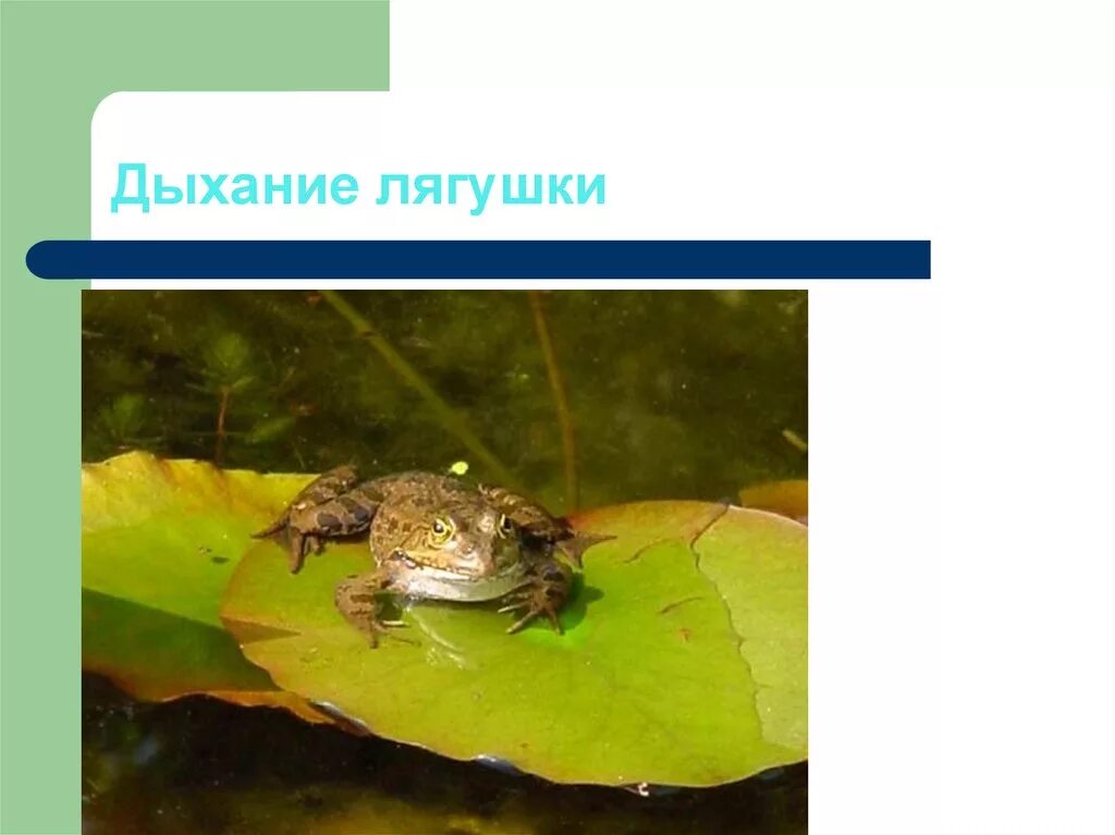 Дыхание лягушек в воде. Как дышит лягушка. дыхание жабы. серая жаба дышит жабрами. лягушка с жабрами.