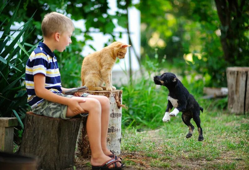 Человек ребенок собака. Кошка мальчик. Человек с кошкой и собакой. Собака для детей. Мальчик с собакой и котом.