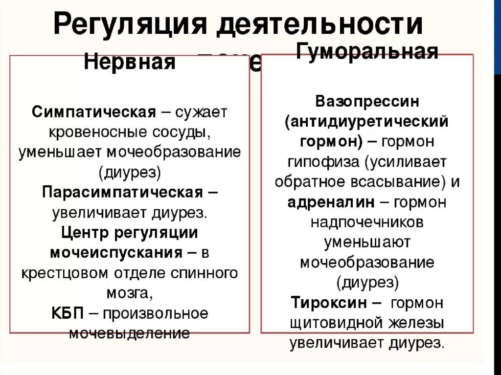 Нервная и гуморальная регуляция деятельности почек. Нервно-гуморальную регуляцию деятельности почек. Гуморальная регуляция работы почек. Клеточная регуляция функции почек.