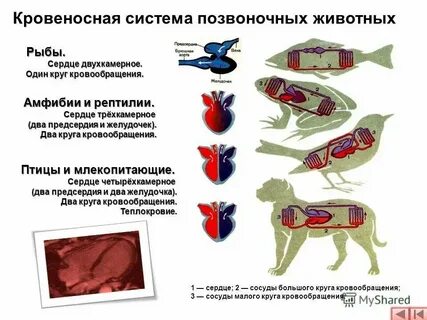 У какого животного 4 сердца