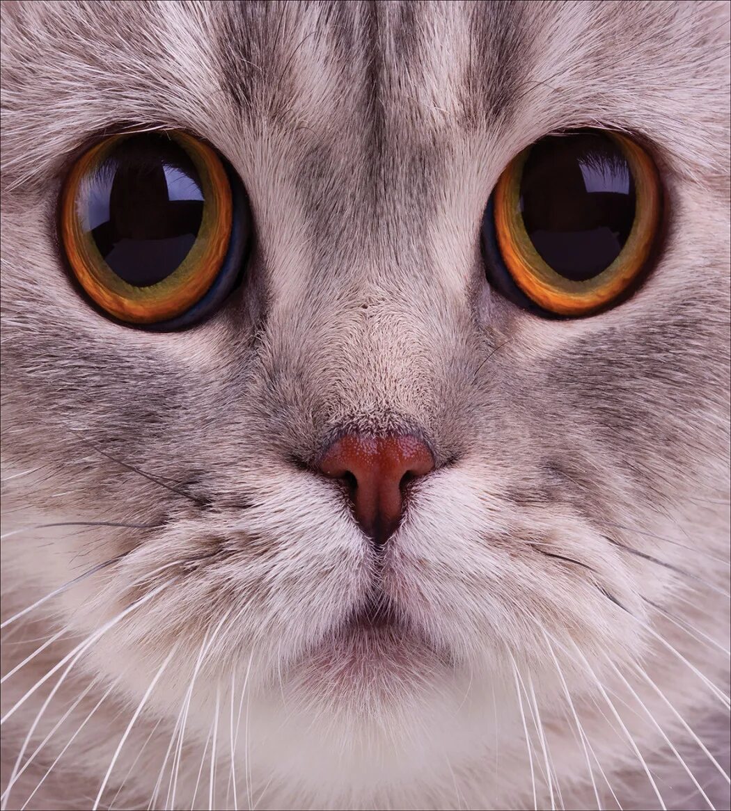 Самый толстенький кот в мире. Grosse chatte. Кошка со стрелками. Grosse chatte. Grosse chatte.
