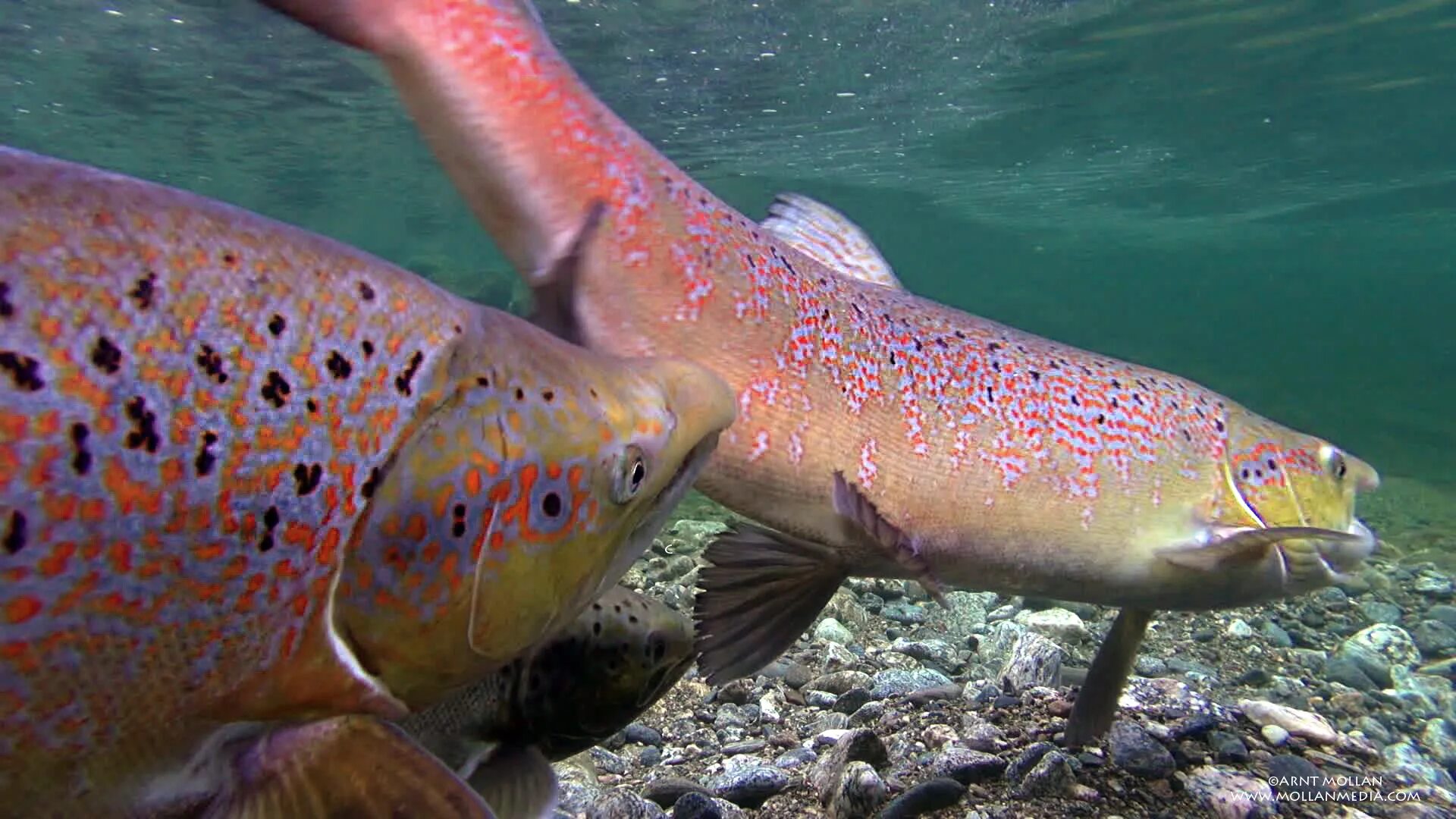 Черноморская кумжа черноморский лосось. Озерная форель (радужная, кумжа). Рыба радужная форель. Largest sea trout 1908. Озерная форель кумжа.