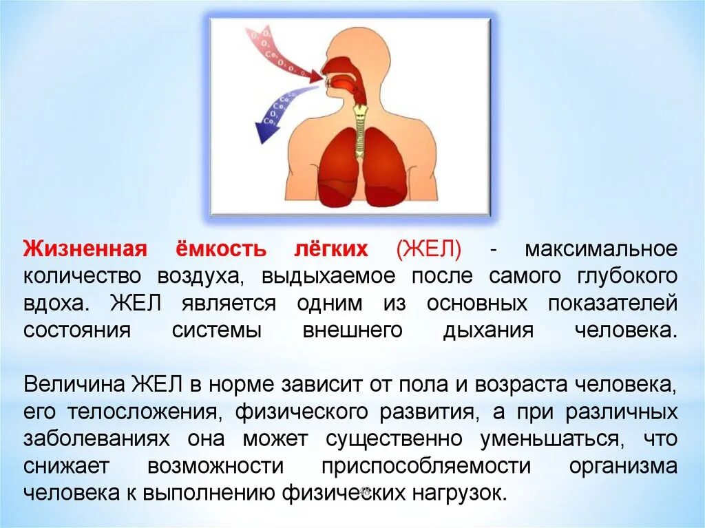 Жизненная емкость у женщин. Жизненная емкгсть лёгких. Жизненоемкость легких. Жел емкость легких. Жтзненная есеость оегких.