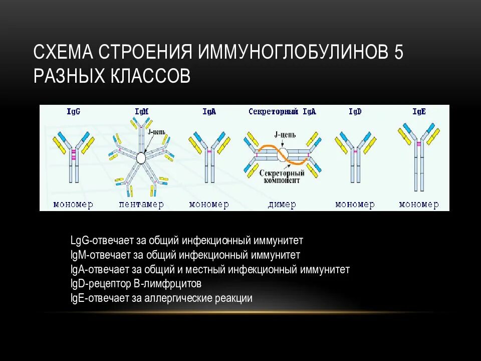 Компоненты антитела. Антитела иммуноглобулины структура классы. строение классов иммуноглобулинов. иммуноглобулины (антитела), структура и свойства.. антитела иммуноглобулины структура.