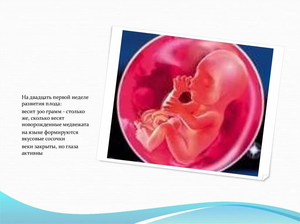 17 2 недели беременности. Ребёнок в 20 недель беременности. 21неделья беременности. Ребенок на 21 неделе беременности.