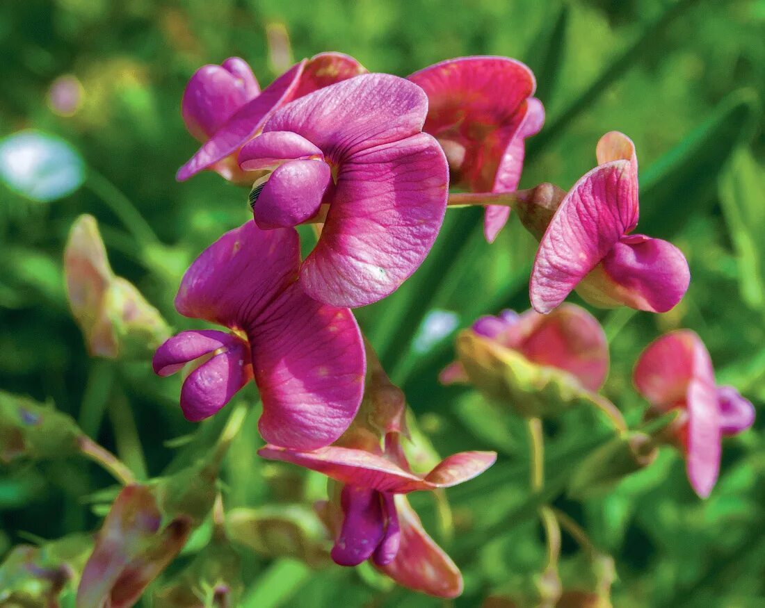 Чина чина опа. Чина льнолистная. Луговой душистый горошек. Чина широколистная. Нана фаина.