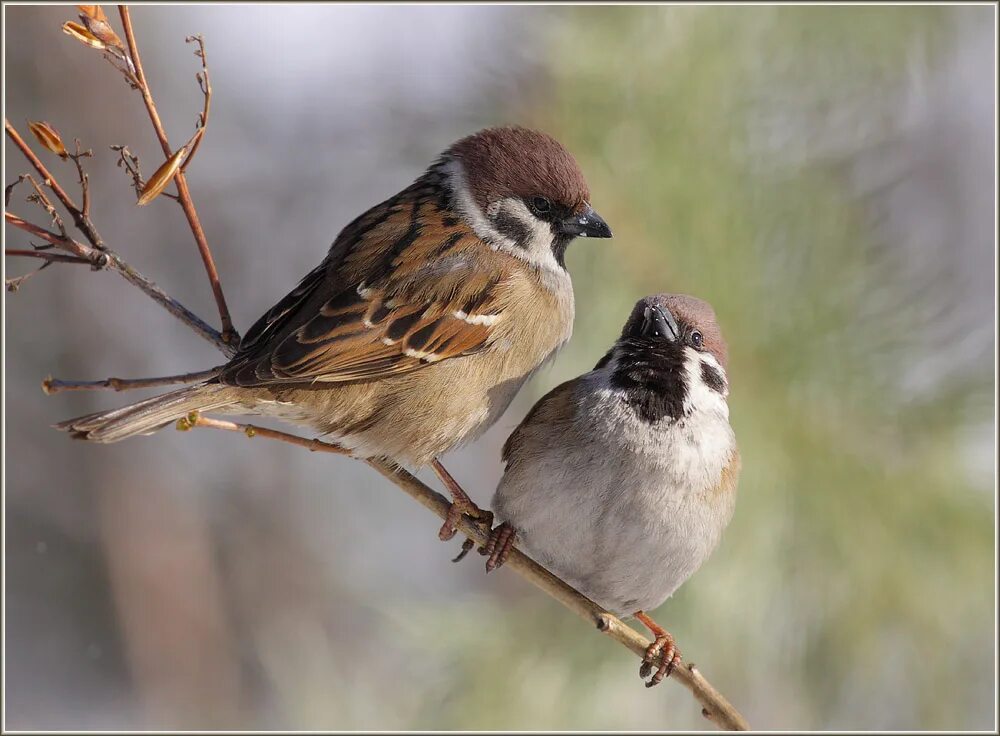 Весенний воробей. Жаворонок зимует. Весенние птички. Ранняя птица 3. Птицы летом.