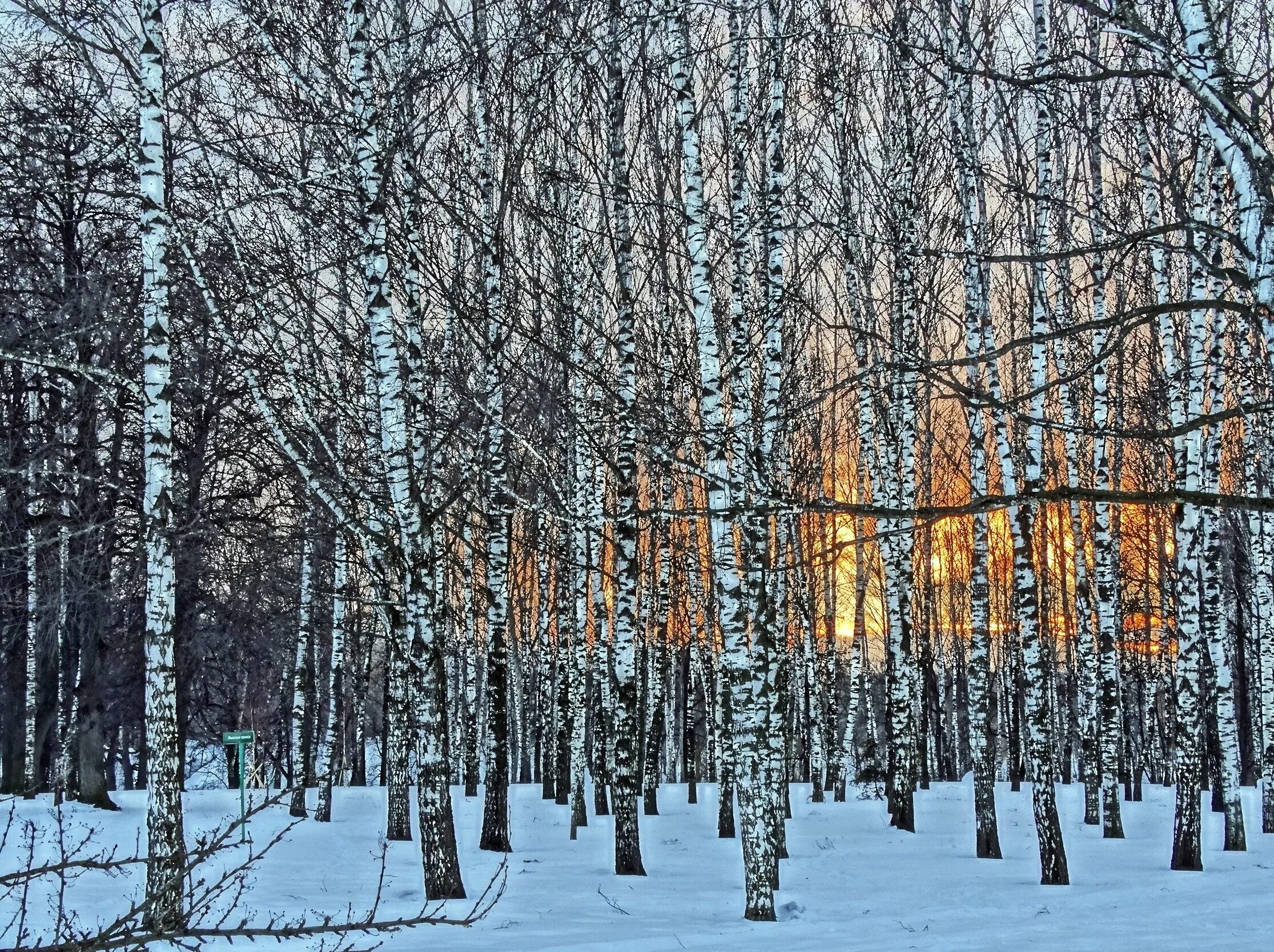 Березово киселевск. 300 лет кузбасс киселевск. Берёзовая роща каменск-уральский трассы. Березовая роща назарово. Лесопарк березки подольск.