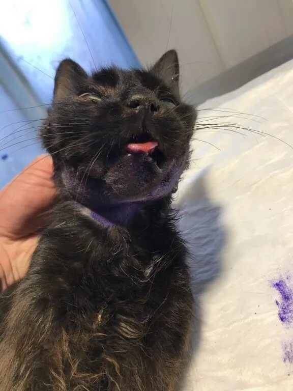 У кошки высунут язык и текут слюни. У кошки высунут язык и текут слюни. Кот пускает слюни. Кот пускает слюни. Тупой кот.