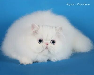 Белый персидский кот