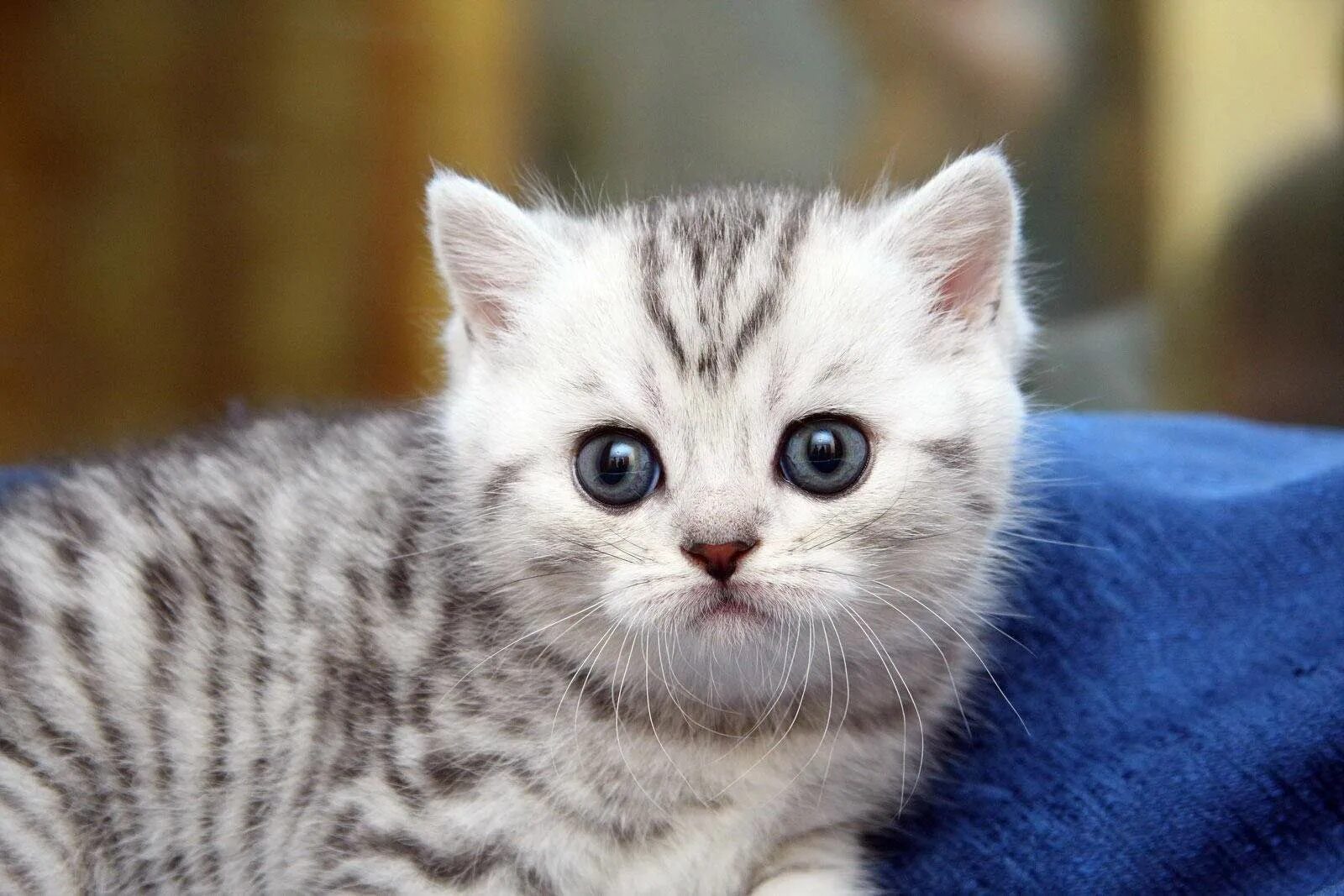 Порода кошек вискас. Британский короткошерстный кот полосатый. Bri NS 23 - черный серебристый тигровый. Британский кот полосатый вискас. Британский котенок полосатый вискас.