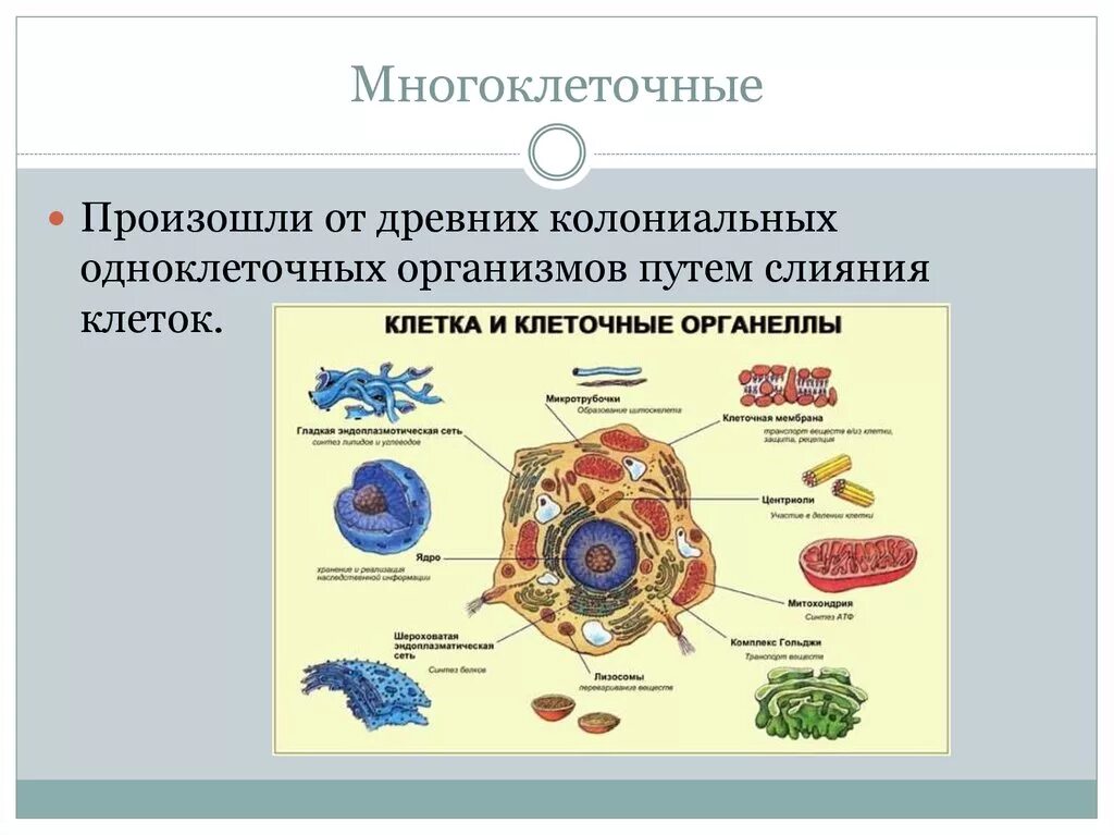 Многоклеточные организмы. Одноклеточные и многоклеточные организмы. Одноклеточные многоклеточные и колониальные. Одноклеточные колониальные и многоклеточные организмы.