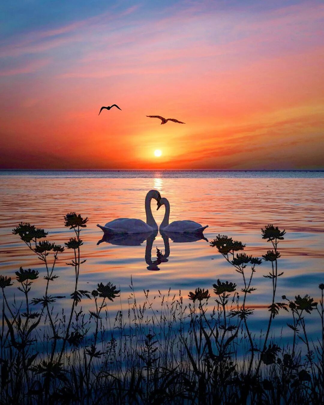 It is a beautiful evening. Лебеди на закате. Два лебедя на закате. Лебеди на закате солнца. Красивый закат лебеди.