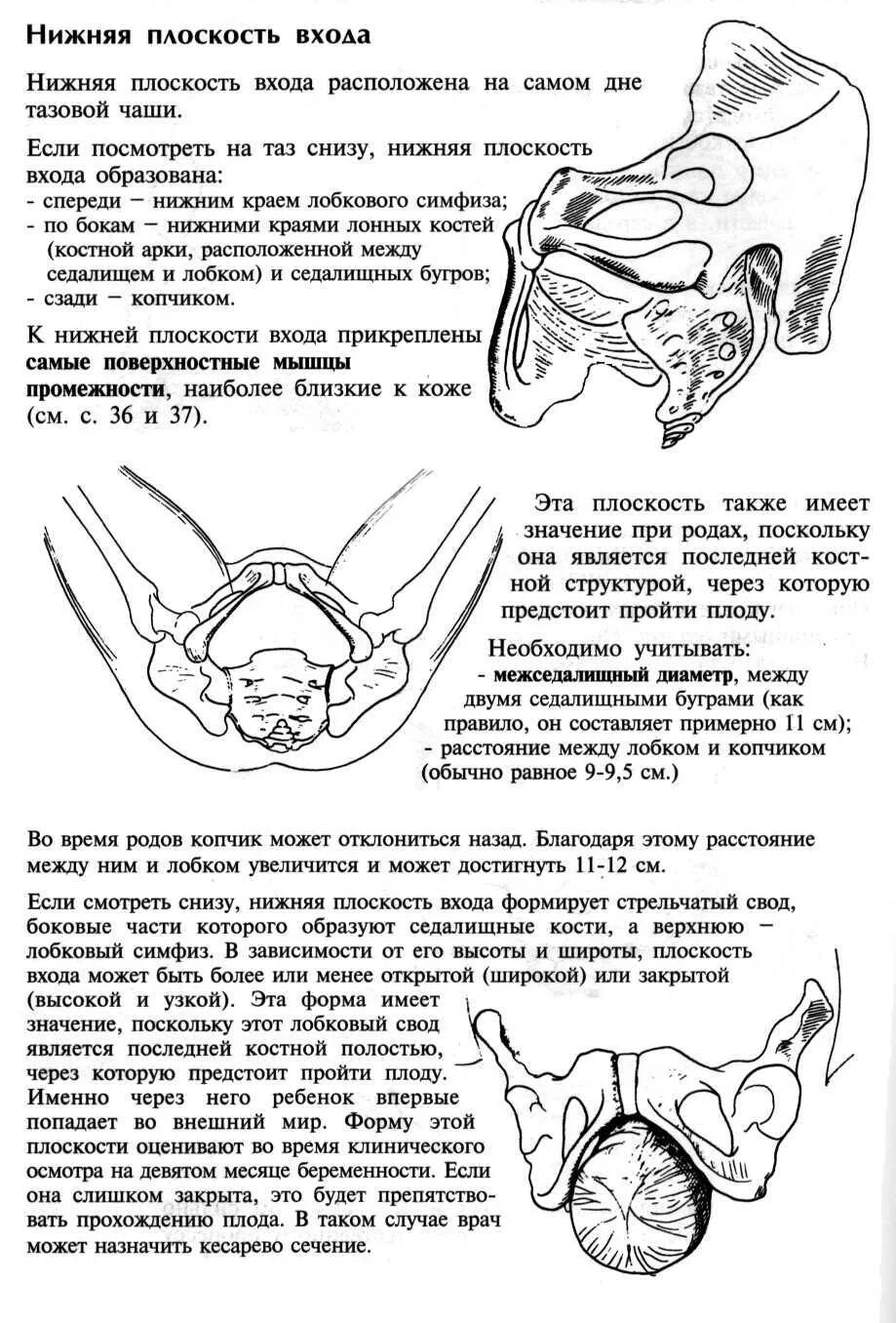 Упражнение для ЛК мышцы. Лобково-копчиковая мышца упражнения. Тренировка Лобково-копчиковой мышцы. Сокращения Лобково-копчиковых мышц. Лк мышца