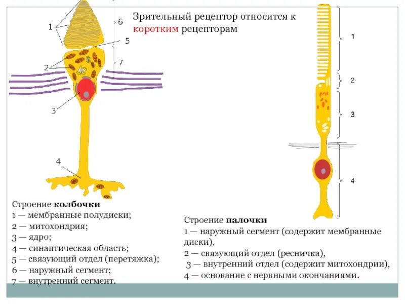 Зрительные рецепторы это. Зрительный анализатор палочки и колбочки. Зрительные клетки сетчатки палочки колбочки. Рецепторы зрительного анализатора палочки и колбочки. Колбочки клетки строение.
