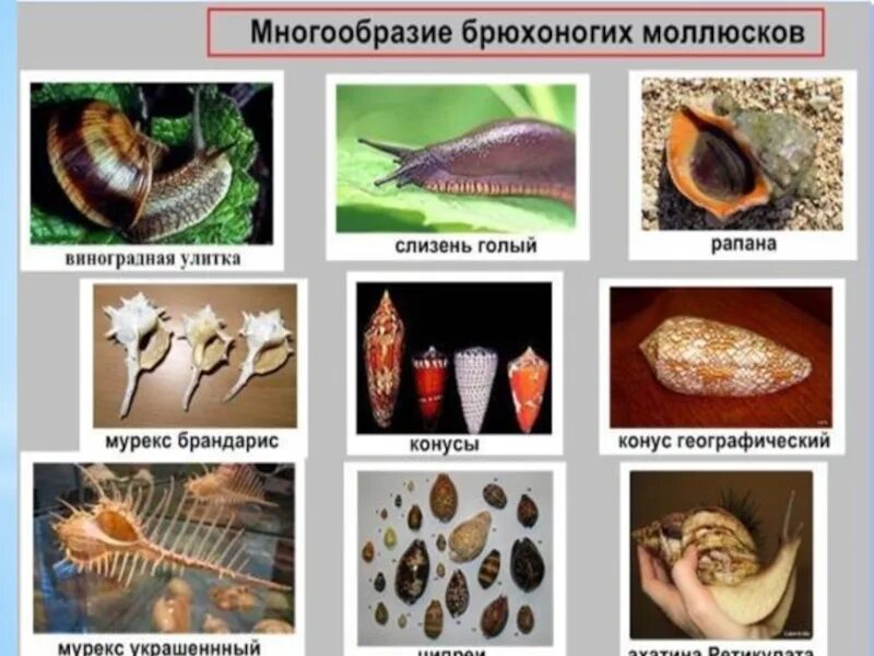 Брюхоногие моллюски классификация. Моллюски классификация систематика. Брюхоногие и двустворчатые моллюски. Класс брюхоногие моллюски представители.