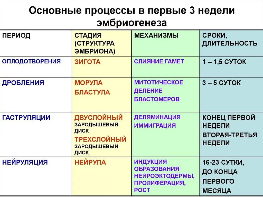 Онтогенез особенности процесса. Эмбриональное развитие таблица по биологии 9 класс. Характеристика стадий эмбрионального развития таблица. Таблица эмбриогенез стадии процессы. Стадии развития зародыша таблица.