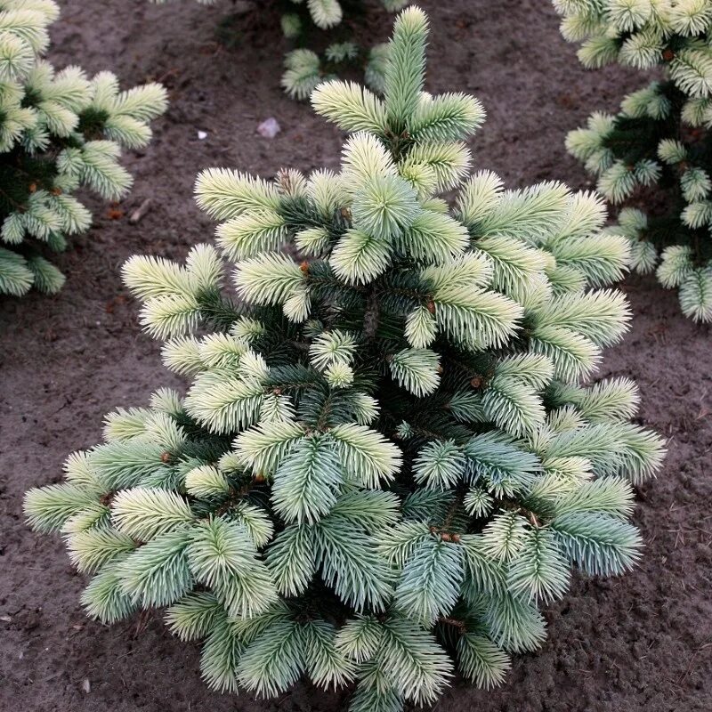 Ель Белобок (Picea pungens Bialobok). Ель колючая спринг Санрайз Picea pungens Spring Sunrise. Ель колючая Picea pungens 'Sonia’. Ель колючая picea pungens