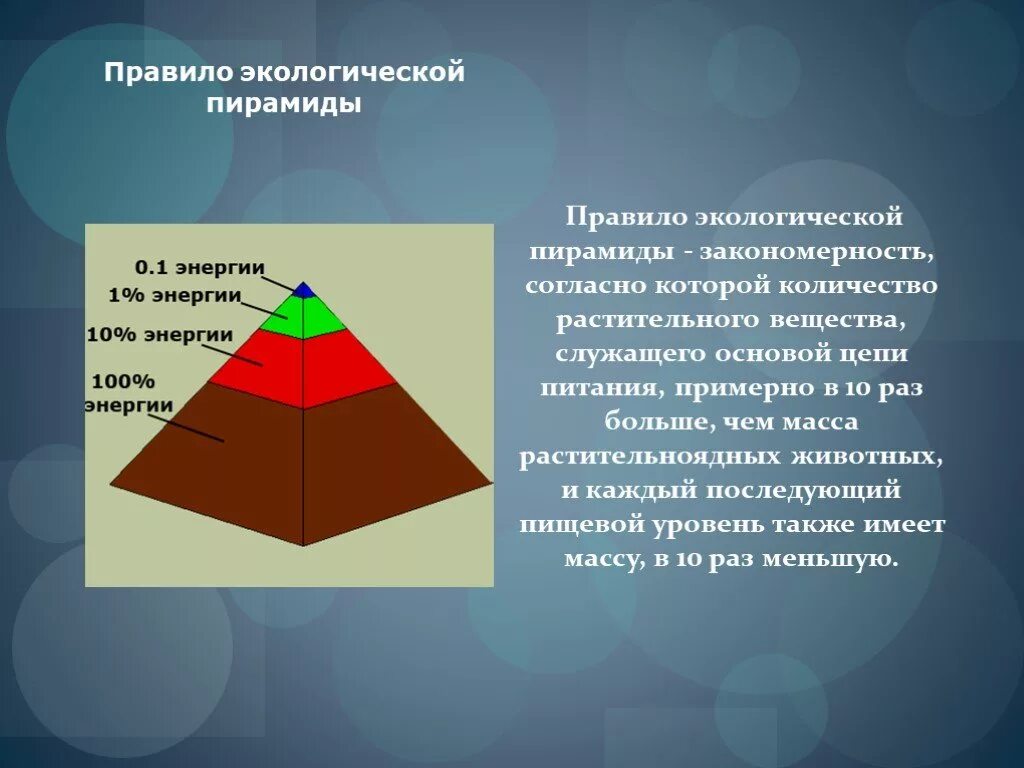 Правило экологической пирамиды. Правило эколической пирамида. Закономерность экологической пирамиды. Экологические пирамиды правило 10.
