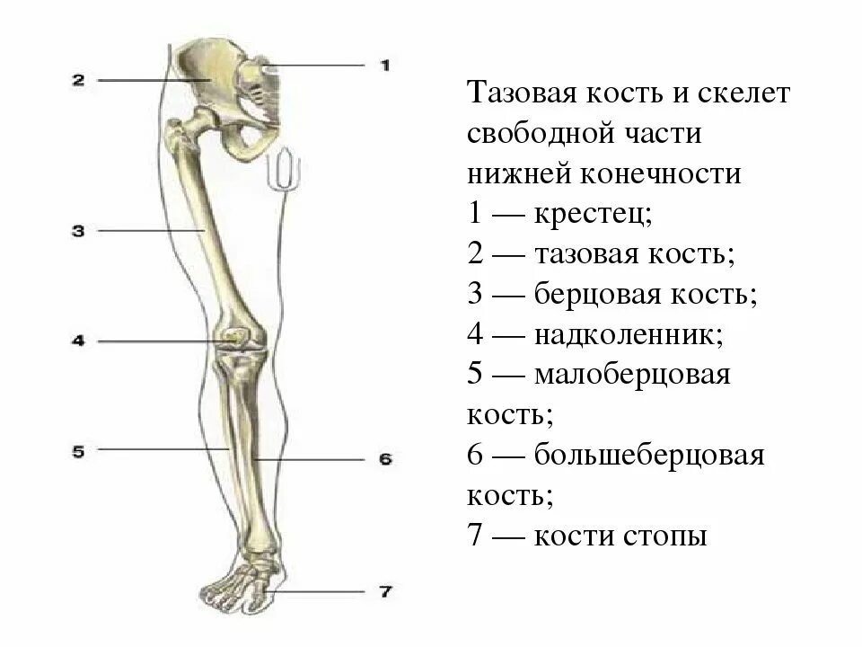 Бедренная отдел скелета. Кости нижней конечности вид спереди. Кости пояса нижних конечностей человека. Скелет нижней конечности правой вид спереди. Кости нижней конечности строение.