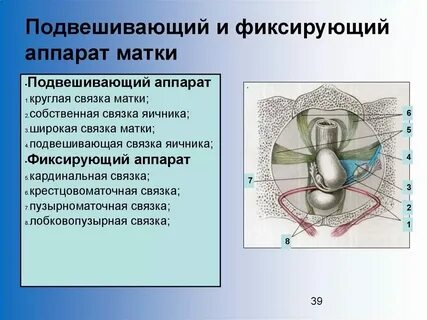 Где находится круглая связка