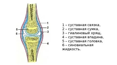 Суставные связки ткань