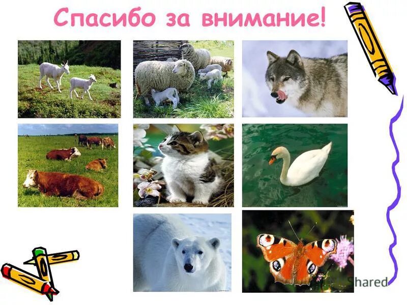 Характерные особенности животных. Тест с животными. Психологический тест животные. Признаки животных организмов. Спасибо за внимание растения и домашние животные.