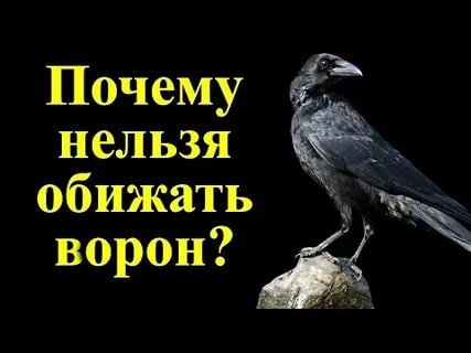 Обиженные вороны сидели