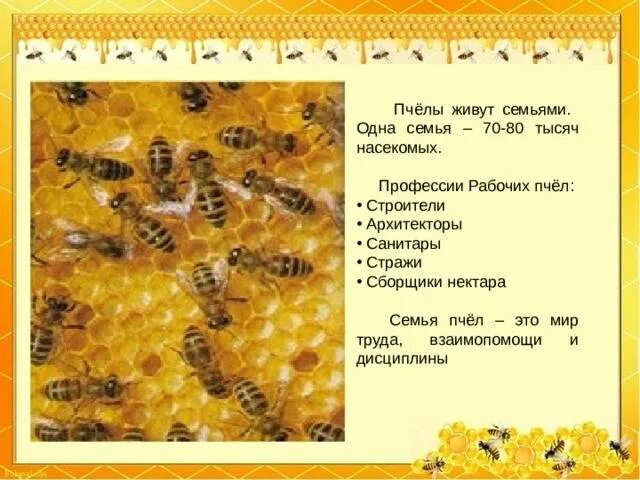 Сколько живет рабочая пчела. Медоносная пчела пчелиная семья. Профессии рабочей пчелы. Пчела Строитель. Пчелиная семья особи пчелиной семьи.