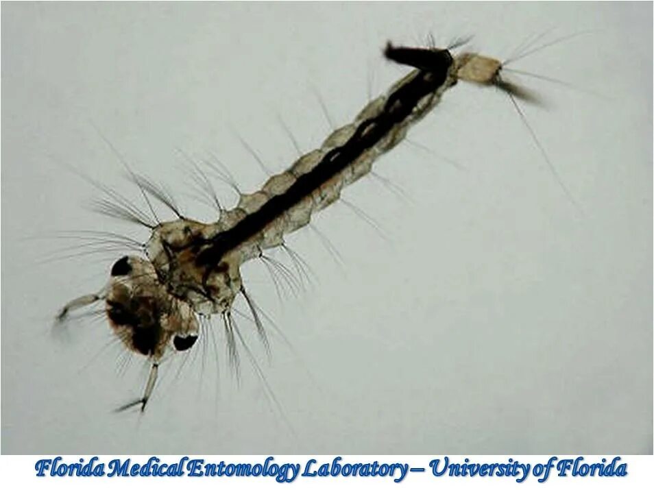 Личинка комара пискуна. Личинки комаров мотыль. Личинка кровососущего комара. Личинки комаров звонцов бентос. Личинка комара aedes.