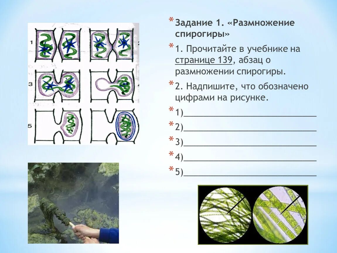Рассмотрите изображения растений брюква пихта спирогира. Спирогира водоросль размножение. размножение спирогиры схема. половое размножение спирогиры. цикл развития спирогиры схема.