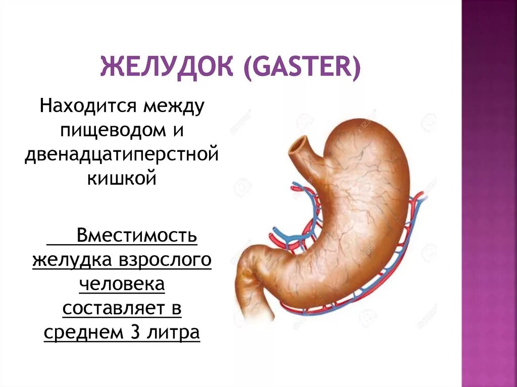 Сколько вмещает желудок