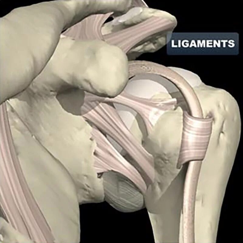 Капсульно связочный аппарат плеча. Капсула плечевого сустава анатомия. Связки плечевого сустава. Суставная капсула плечевого сустава.