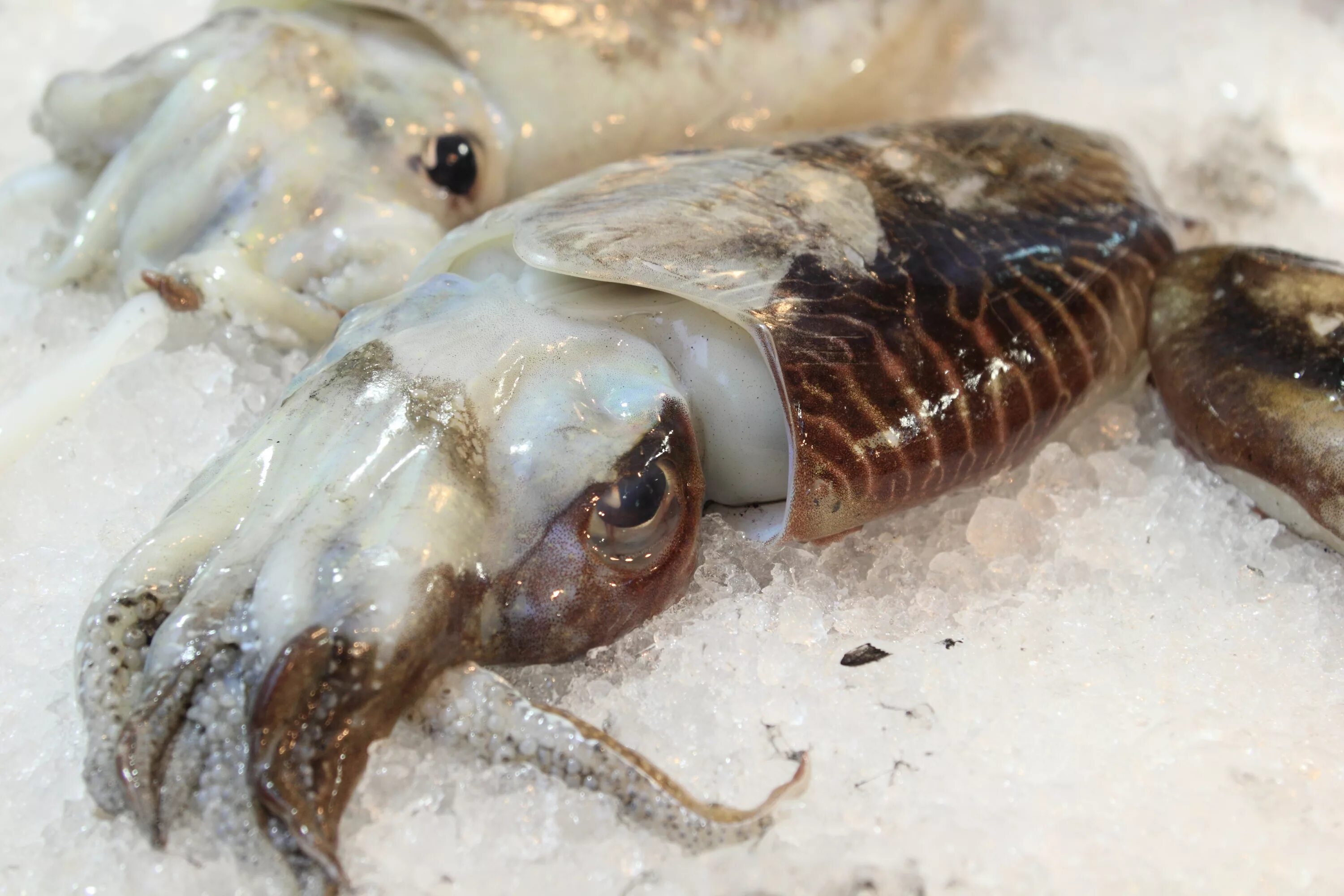 Павлиновая креветка-богомол. Кальмар моллюск. Головоногие моллюски кальмар. Креветка каракатица. Каракатица морепродукт.