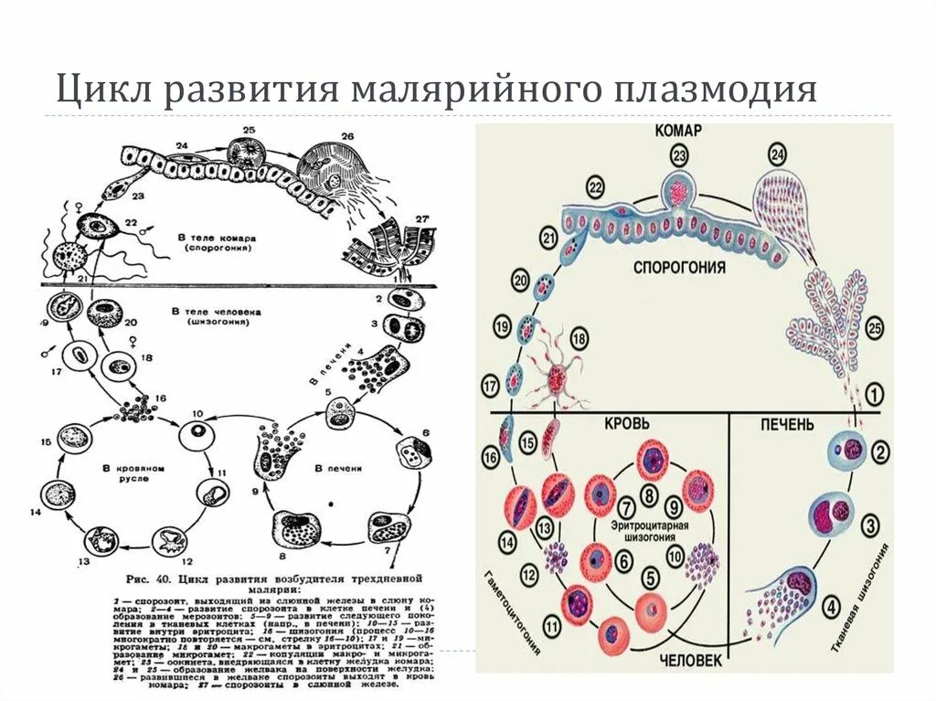 Малярийный плазмодий в кишечнике. Жизненный цикл малярийного плазмодия схема. Цикл развития малярийного плазмодия. Малярия цикл развития плазмодия. Этапы цикла развития малярийного плазмодия.