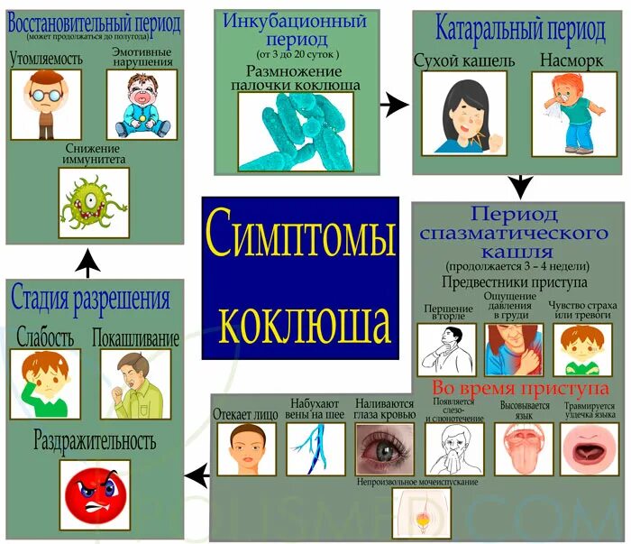 Признаки коклюша у детей. Коклюш пути передачи. Коклюш механизм передачи инфекции. Коклюш возбудитель пути передачи.