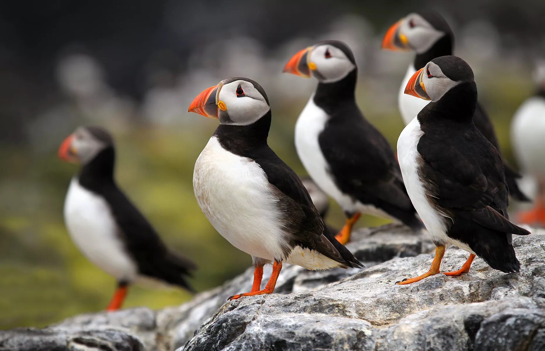 Птиц й м. Атлантический паффин. Атлантический тупик (Fratercula Arctica). Atlantic Puffin птица. Атлантический тупик птицы Северной Америки.