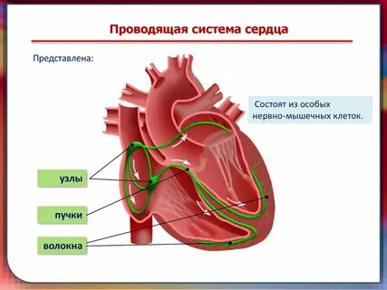 Проводящая система мышцы