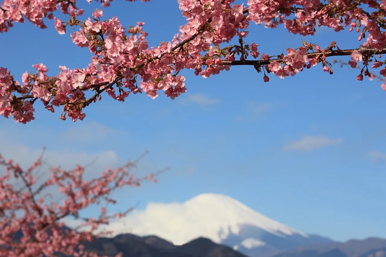 Сакура черри блоссом дерево. Черри блоссом гора. Картина черри блоссом гора. Сакура японская вишня. Село сакуры