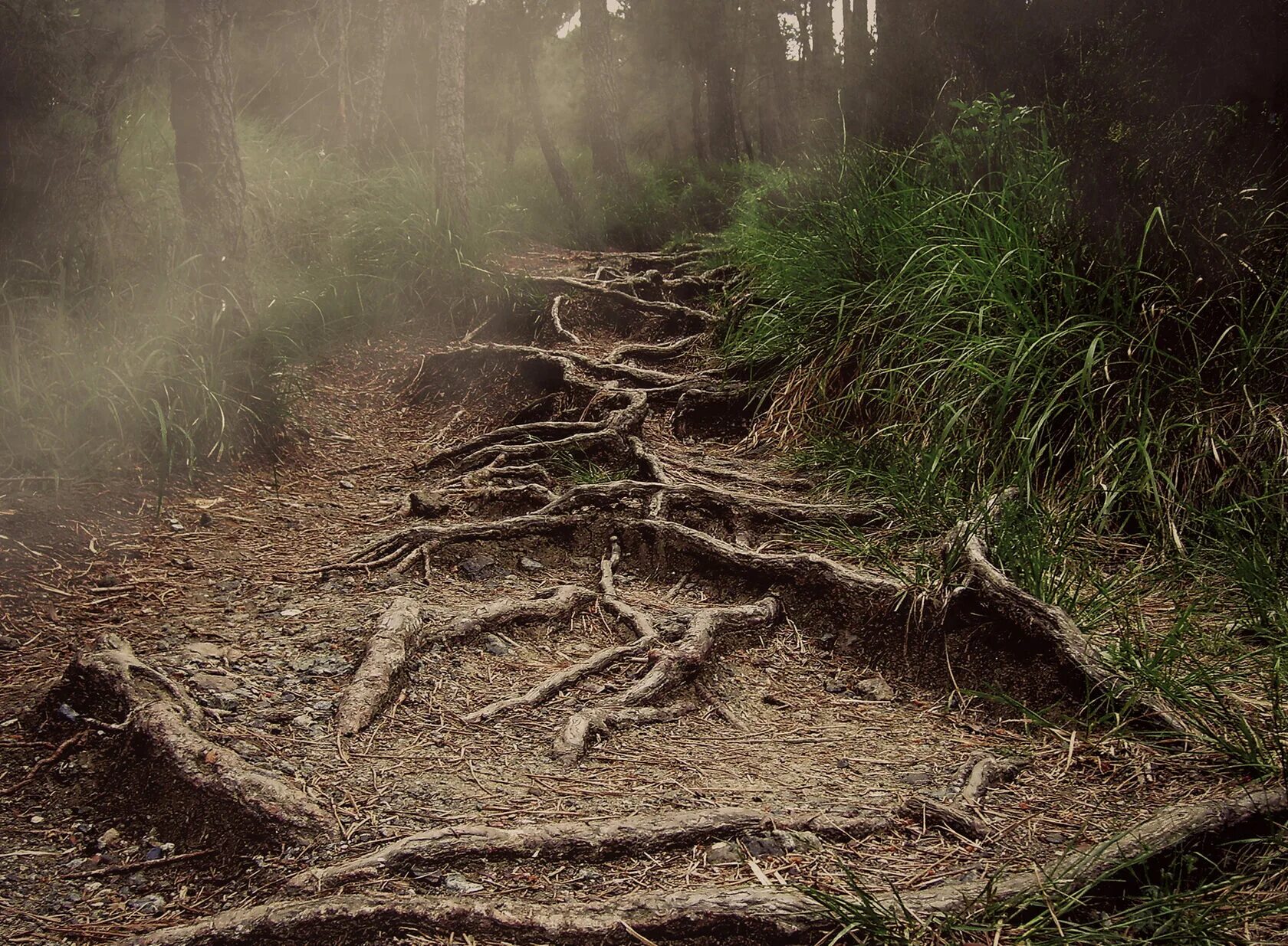 Тропу не вижу. Эль-каминито-дель-рей – испания. Тропа голицына сквозной грот. Тропа вверх. Заповедные тропинки.