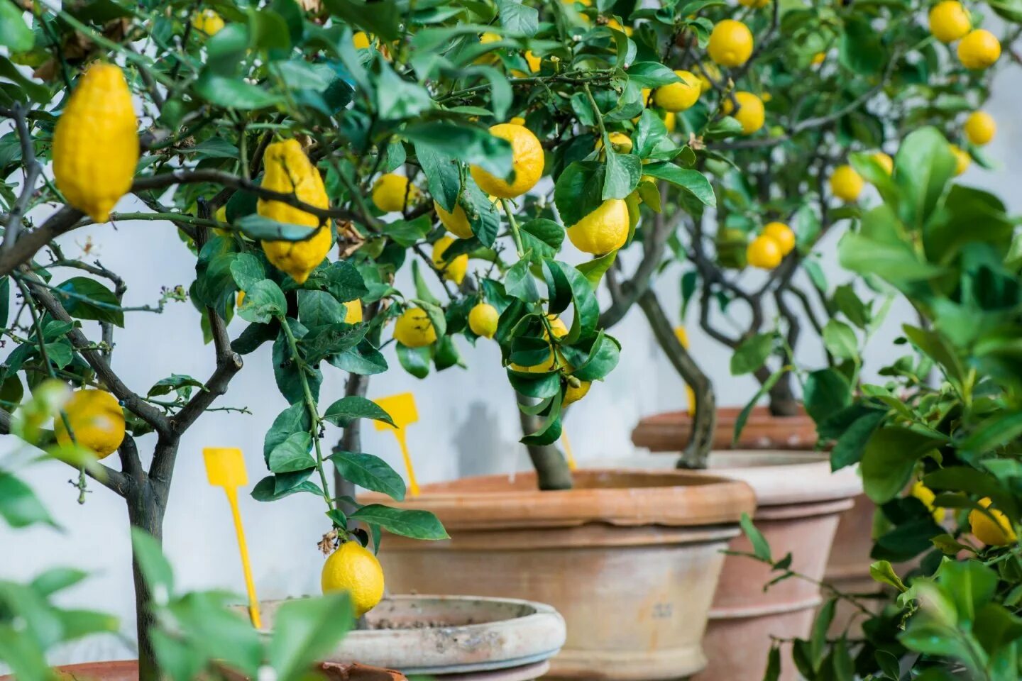 Маленькое лимонное дерево. Цитрус (комнатное растение) лимон Мейера. Цитрус лимон дерево. Комнатное дерево Citrus Lemon. Цитрус (комнатное растение) лимон Лунарио.