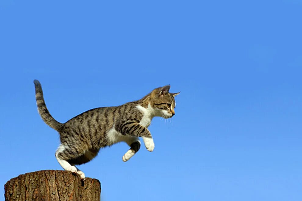 Кот в прыжке. Котенок прыгает. Кот в ррыжкк. Кошка спрыгивает.